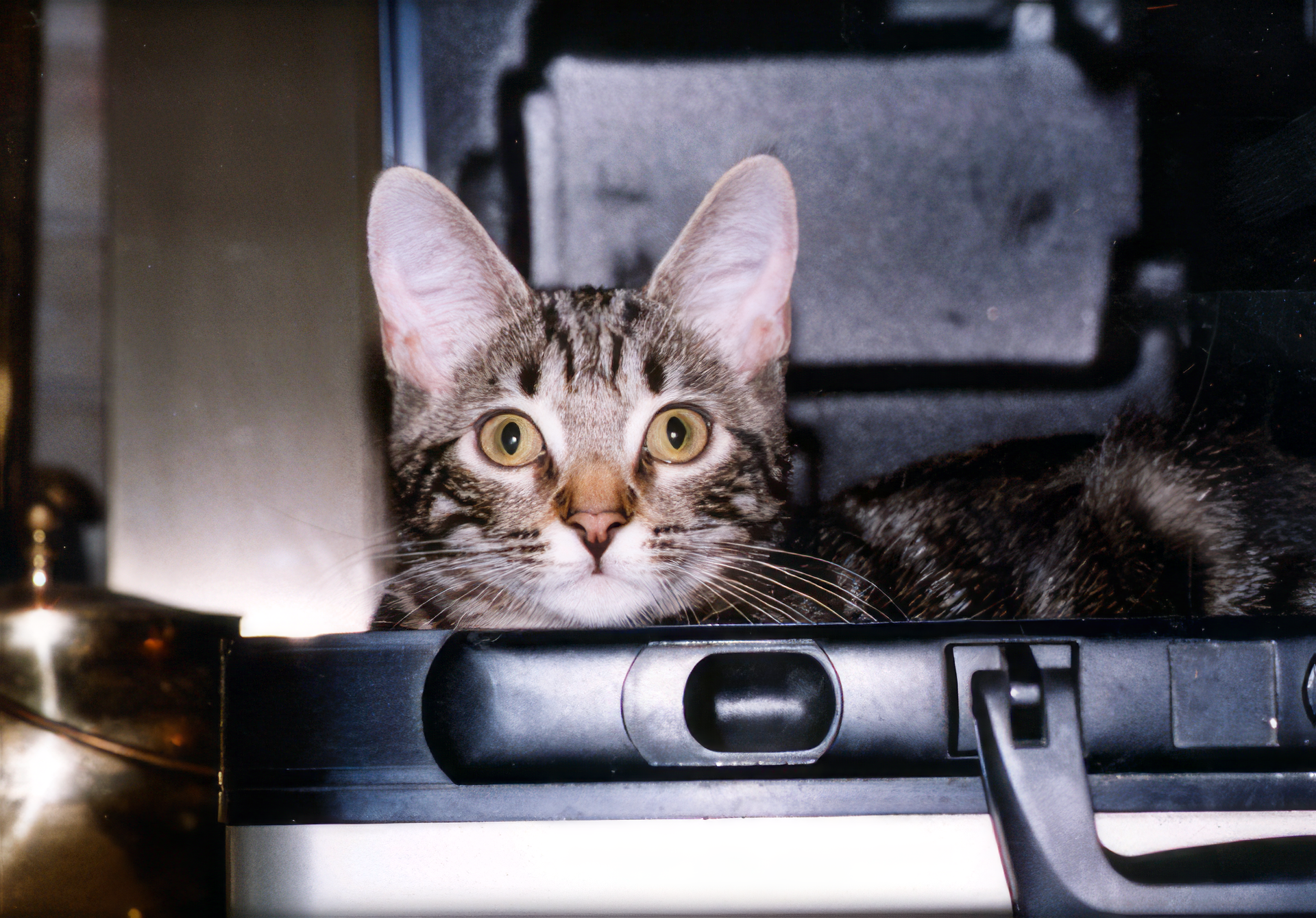 Christina's beloved cat Tiger
Christina's beloved cat Tiger